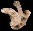 Edmontosaurus Cervical Vertebrae Process #71693-2